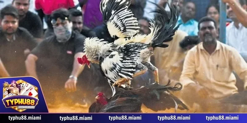 Hướng dẫn chơi Typhu88 2 Hướng dẫn chơi các trò cá cược tại Typhu88